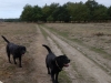Heide