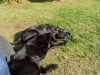 Hunde draußen müd