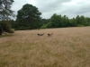 IMG_20160619_145838498