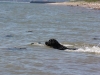 IMG_0064 (Small)