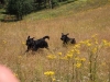 IMG_0199 (Small)