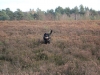IMG_0051 (Small)