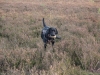 IMG_0053 (Small)
