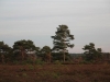 IMG_0101 (Small)