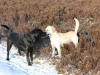 henk-und-kenny-in-wintermoor-januar12-008-small