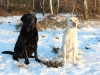 henk-und-kenny-in-wintermoor-januar12-067-small