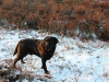 henk-und-kenny-in-wintermoor-januar12-094-small