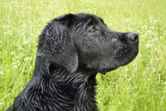 Henk am See