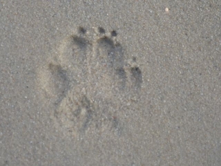 Pfote im Sand...
