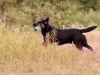 henk_13 (Small)