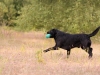 henk_14 (Small)