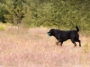 henk_5 (Small)