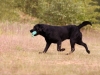 henk_6