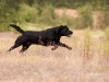 henk_8 (Small)