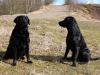 henk-und-balu-067-small