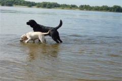 Henk und Ivory an der Elbe