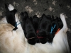 Welpen 005 Welpen 005