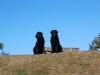 IMG_0004 (2)