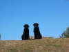 IMG_0005 (2)