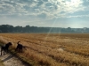 IMG_20150725_080245783_HDR