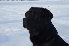 Neujahrsspaziergang Hasloh