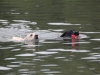 IMG_0076 (Small)