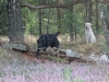 henk-und-kenny-mueden-september-2012-108-small
