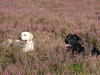 henk-und-kenny-mueden-september-2012-231-small