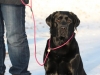 hundetraining-februar-2012-006-small