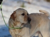 hundetraining-februar-2012-016-small