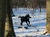 hundetraining-februar-2012-063-small