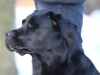 hundetraining-februar-2012-083-small