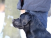 hundetraining-februar-2012-084-small hundetraining-februar-2012-084-small