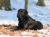 hundetraining-februar-2012-101-small