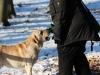 hundetraining-februar-2012-110-small