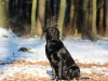 hundetraining-februar-2012-127-small