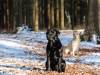 hundetraining-februar-2012-133-small