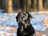 hundetraining-februar-2012-135-small