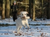 hundetraining-februar-2012-229-small