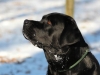 hundetraining-februar-2012-237-small