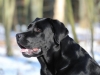 hundetraining-februar-2012-246-small