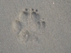 Pfote im Sand...